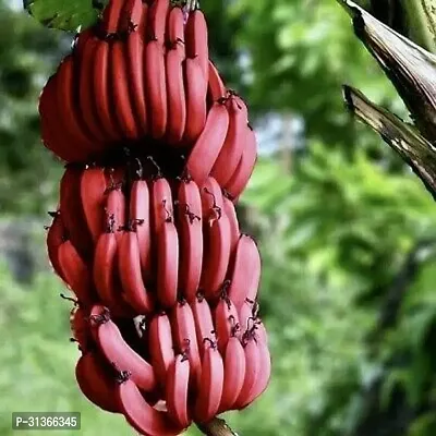 Live Tropical Banana Plant - Perfect for Warm Climates-thumb2