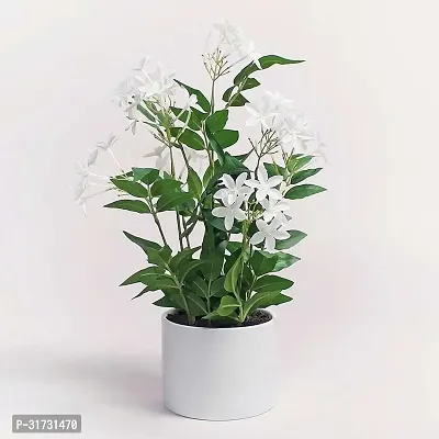 White Jasmine Plant with Sweet Fragrance-thumb0