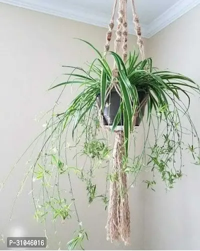 Air Purifying Spider Plant - Ideal for Home and Office-thumb0