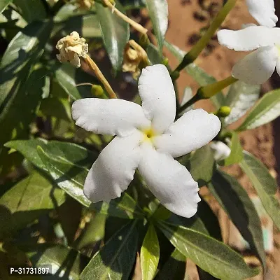 Healthy Jasmine Plant - Easy to Grow and Maintain-thumb0