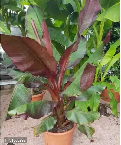 Fresh Live Musa Banana Plant - Easy to Grow-thumb0