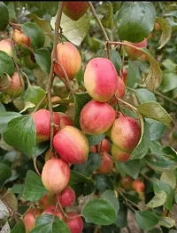 Fast Growing Ber Apple Tree-thumb2