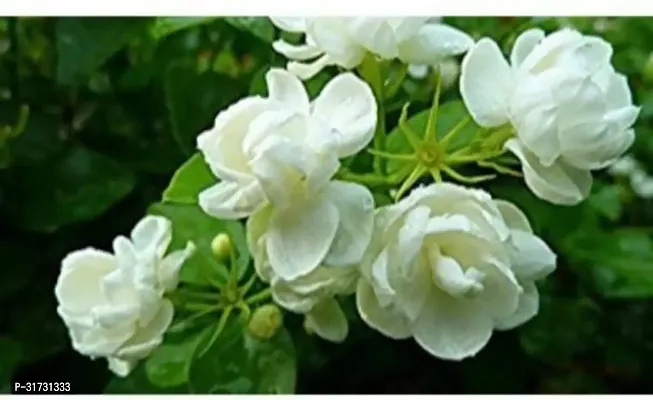 Healthy Jasmine Plant - Perfect for Any Space-thumb0