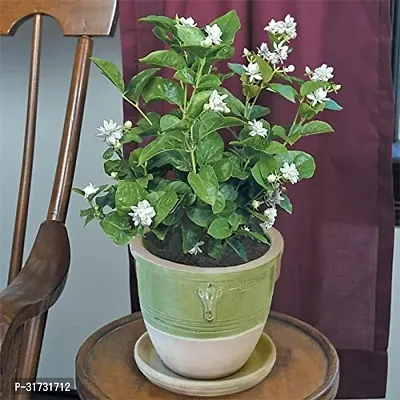 Healthy Jasmine Plant - Lush Green Foliage and White Flowers-thumb3