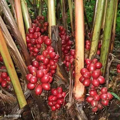 Elaichi Plant - Perfect for Homegrown Spice-thumb4