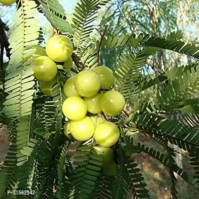 Indoor Amla Plant - Decorative and Nutritious-thumb0