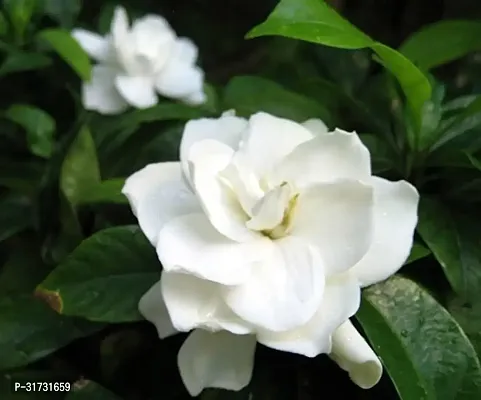 Seasonal Jasmine Plant for Blooms-thumb0