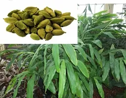 Organic Cardamom Plant - Aromatic Live Herb-thumb1