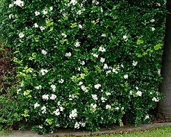 Healthy Jasmine Plant - Beautiful Blooms and Fresh Aroma-thumb2