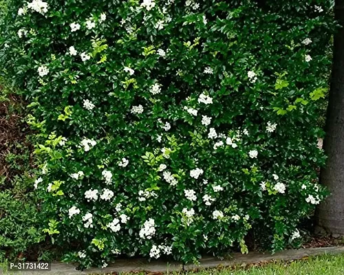 Healthy Jasmine Plant - Beautiful Blooms and Fresh Aroma-thumb3