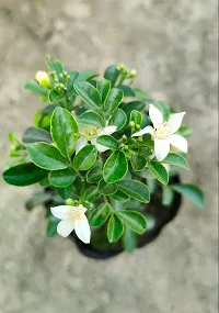 Potted Jasmine Plant - Perfect for Home and Garden Decor-thumb2