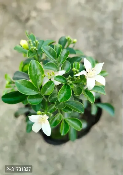 Potted Jasmine Plant - Perfect for Home and Garden Decor-thumb3