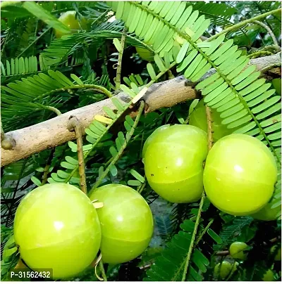 Hardy Amla Tree - Survives Harsh Winters-thumb3