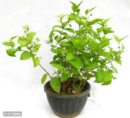 Low-Light Jasmine Plant for Interiors-thumb0