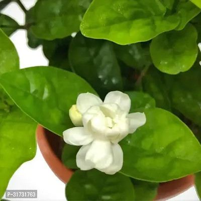 Jasmine Plant with Pot - Easy to Care For-thumb0