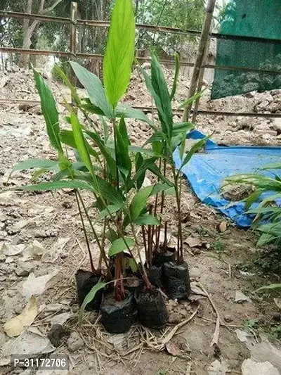 Cardamom Plant - Live Aromatic Herb-thumb0