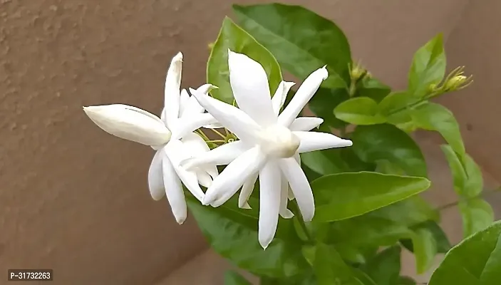 Fragrant Jasmine Plant for Patios-thumb0