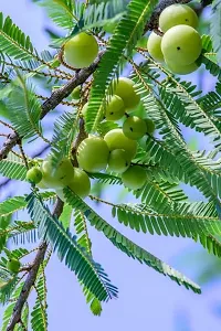 Pesticide-Free Amla Plant - Safe for Homes-thumb1