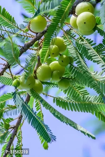 Pesticide-Free Amla Plant - Safe for Homes-thumb2