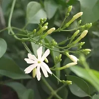 Potted Jasmine Plant - Ideal for Patios and Balconies-thumb1