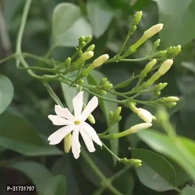 Potted Jasmine Plant - Ideal for Patios and Balconies-thumb2