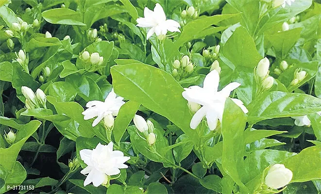 Potted Jasmine Plant - Ideal for Home and Office-thumb0