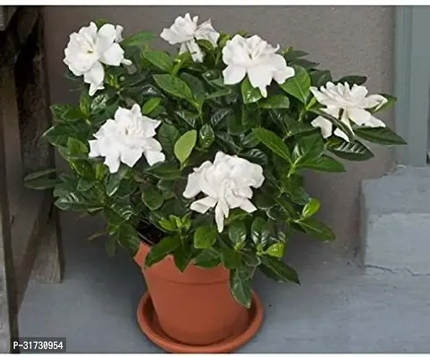 Jasmine Plant for Indoor Decor - Aromatic and Easy to Grow-thumb0