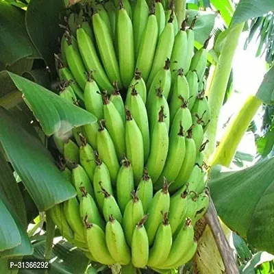 Hardy Dwarf Banana Plant - Cold Tolerant Variety-thumb0