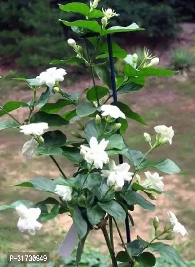 Fragrant Jasmine Plant - Perfect for Bedrooms and Living Areas-thumb0