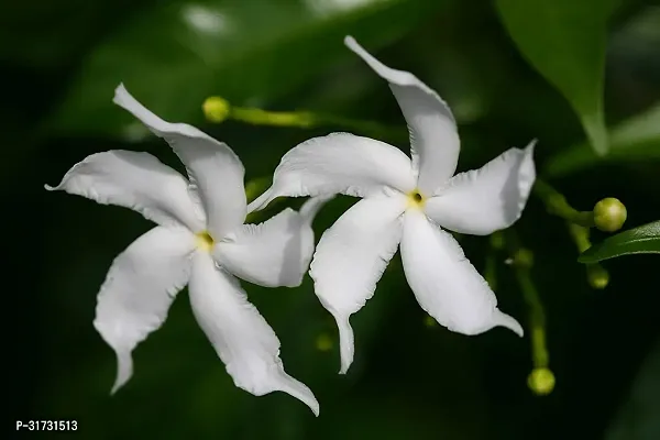 Fragrant Jasmine Plant - Ideal for Meditation and Relaxation-thumb0