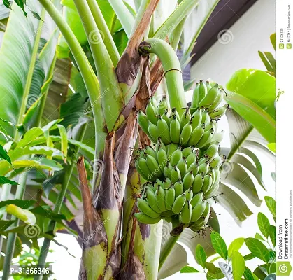 Live Tropical Banana Plant - Perfect for Warm Climates-thumb0