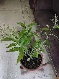 Fragrant Jasmine Plant - Ideal for Relaxation-thumb2