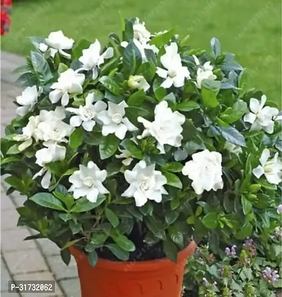 Compact Jasmine Plant for Apartments-thumb0