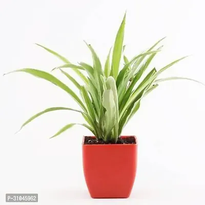 Healthy Spider Plant - Beautiful Indoor Decor-thumb0