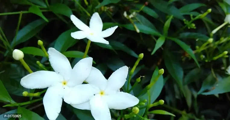 Live Jasmine Plant - Beautiful and Aromatic-thumb0