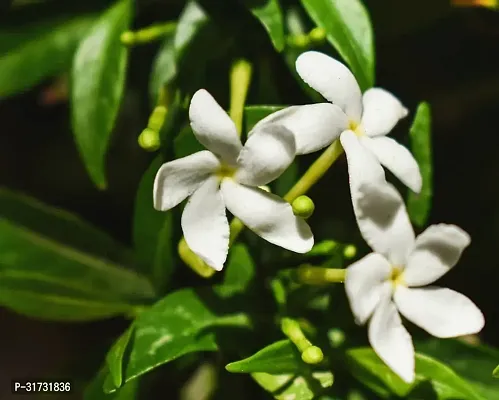 Live Jasmine Plant - Beautiful and Aromatic-thumb0