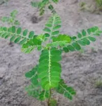 Amla Berry Plant - Delicious and Nutritious-thumb2