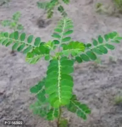 Amla Berry Plant - Delicious and Nutritious-thumb3