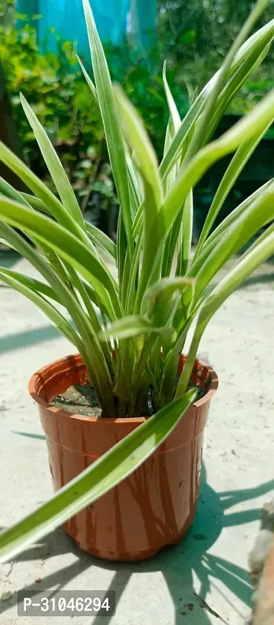 Live Spider Plant - Easy Care Indoor Plant-thumb3