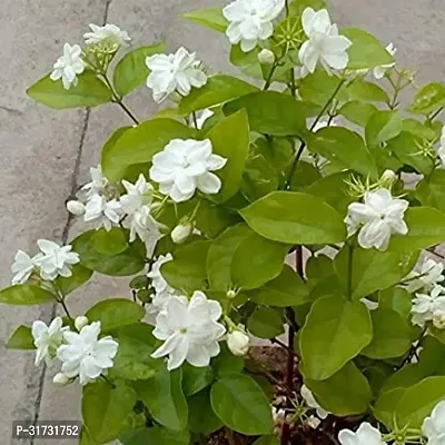 Fragrant Jasmine Plant - Perfect for Bedrooms and Living Areas-thumb0