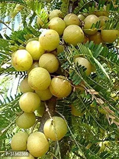 Grafted Amla Plant - High Yield Variety-thumb0