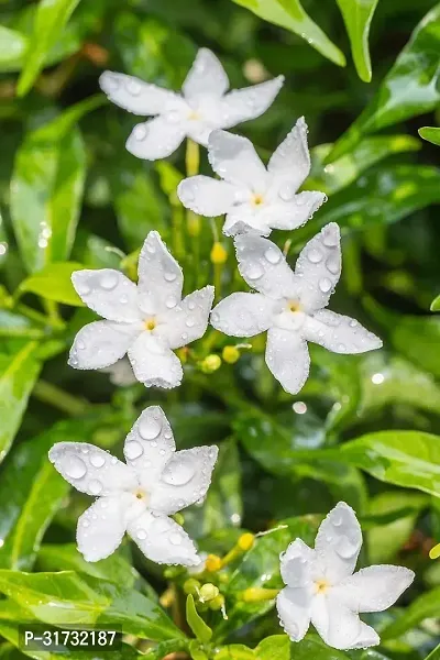 Fragrant Jasmine Plant - Perfect for Meditation-thumb0