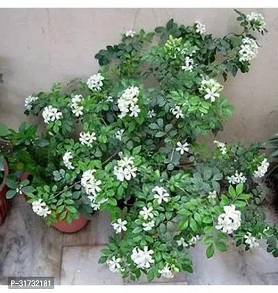 Evergreen Jasmine Plant - Year-Round Beauty for Your Garden-thumb0