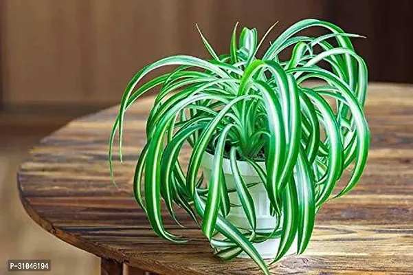 Chlorophytum comosum - Spider Plant in 4-Inch Pot-thumb0