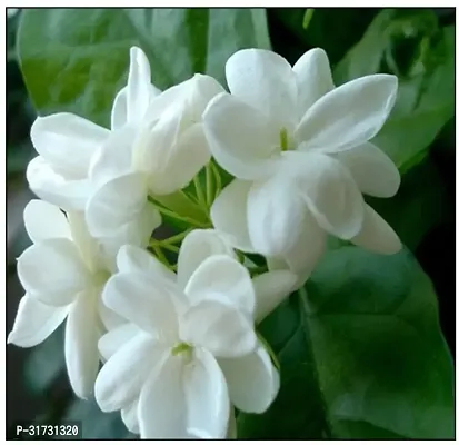 Jasmine Plant with White Blooms - Aromatic and Elegant-thumb0