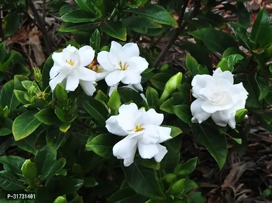 Fragrant Jasmine Plant - Adds Charm and Freshness-thumb0