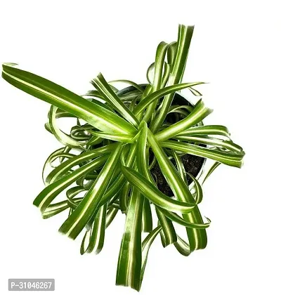 Healthy Spider Plant - Beautiful Indoor Decor-thumb0