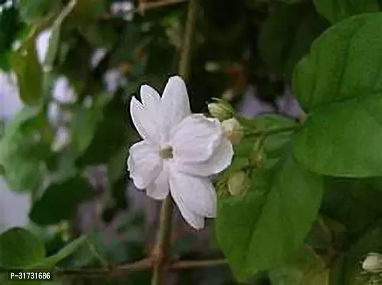 Versatile Jasmine Plant for Indoor and Outdoor Use-thumb0