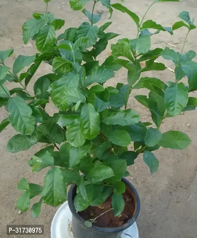 Potted Jasmine Plant - Ideal for Outdoor Use-thumb0