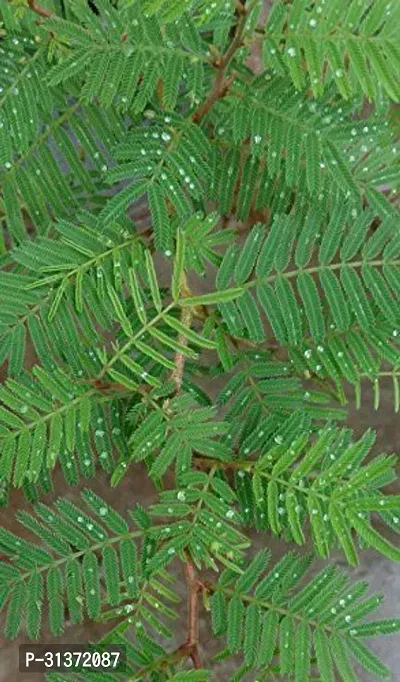 Prosopis Cineraria for Spiritual Spaces-thumb0